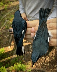 Setophaga caerulescens cairnsi