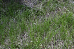 Poa secunda