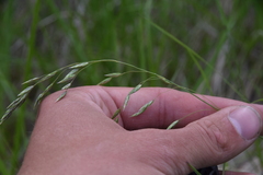 Poa secunda