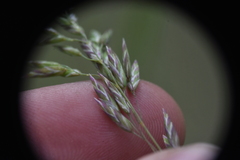 Poa secunda