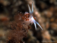 Flabellina dushia