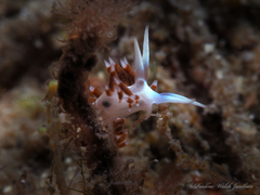 Flabellina dushia
