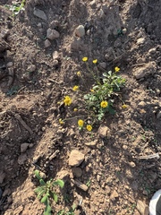 Coleostephus myconis