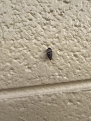 Bulimulus guadalupensis