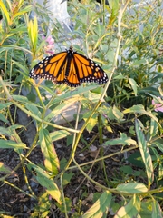 Danaus plexippus