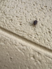 Bulimulus guadalupensis