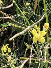 Brassica napus