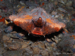 Ogcocephalus corniger