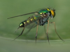 Condylostylus caudatus