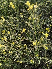 Brassica napus