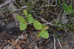 Spiraea betulifolia