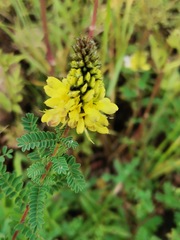Dalea lutea