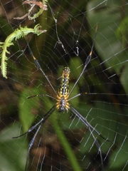 Nephila pilipes