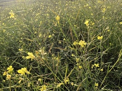 Brassica napus