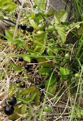 Solanum nigrescens