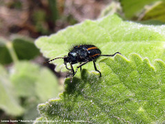 Astylus quadrilineatus