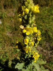 Verbascum