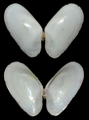 Tellinidae