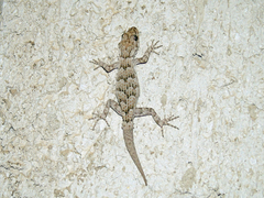 Mediodactylus kotschyi