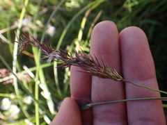 Anthoxanthum odoratum