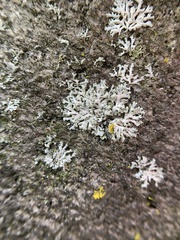 Physcia adscendens