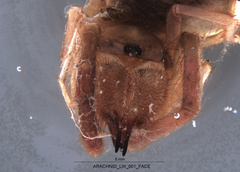 Eremobatidae