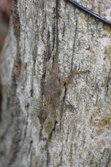 Anolis rodriguezii
