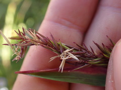 Anthoxanthum odoratum