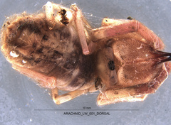 Eremobatidae