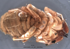 Eremobatidae