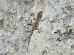 Mediodactylus kotschyi