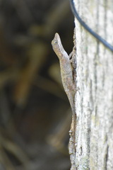 Anolis rodriguezii
