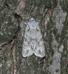 Lithophane ornitopus