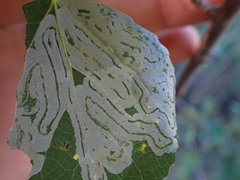 Phyllocnistis populiella