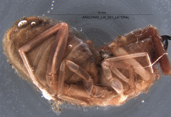 Eremobatidae