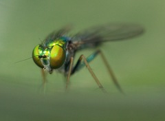 Condylostylus caudatus