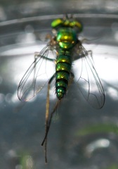 Condylostylus caudatus