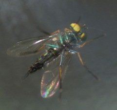 Condylostylus caudatus