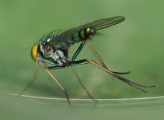 Condylostylus caudatus