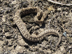 Bothrops alternatus