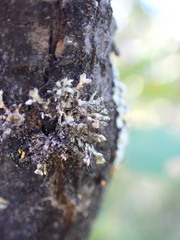 Physcia tenella