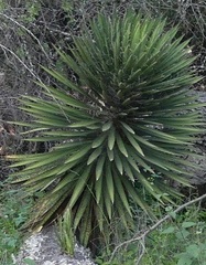 Yucca filifera