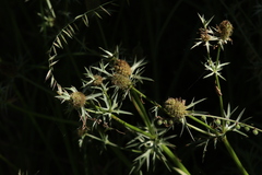 Eryngium