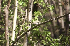 Phylloscopus sibilatrix