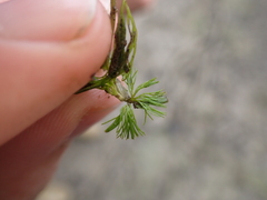 Batrachium