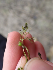 Batrachium