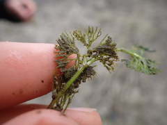 Batrachium