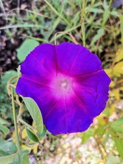 Ipomoea orizabensis