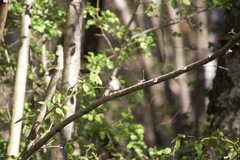 Phylloscopus sibilatrix