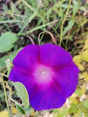 Ipomoea orizabensis
